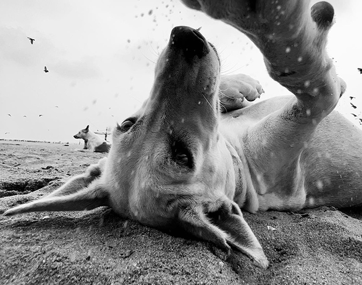 Gallery of Photography by Dimpy Bhalotia - India