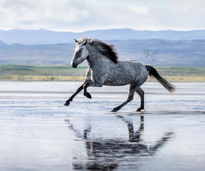 Gallery of photography by Liga Liepina - Iceland