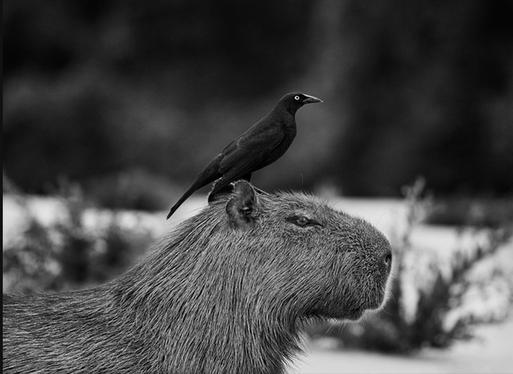 Gallery of Photography by Sebastião Salgado - Brazil