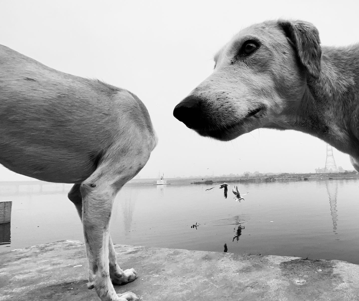 Gallery of Photography by Dimpy Bhalotia - India