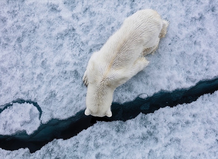 Gallery of Photography by Paul Nicklen - Canada