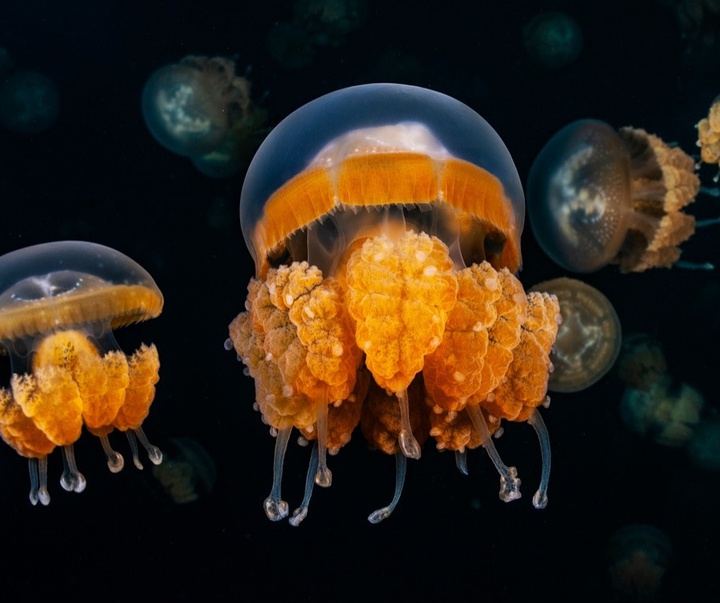 Gallery of Photography by Paul Nicklen - Canada