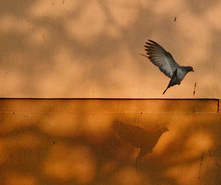Gallery of Photography by Pranay Pariyar - India