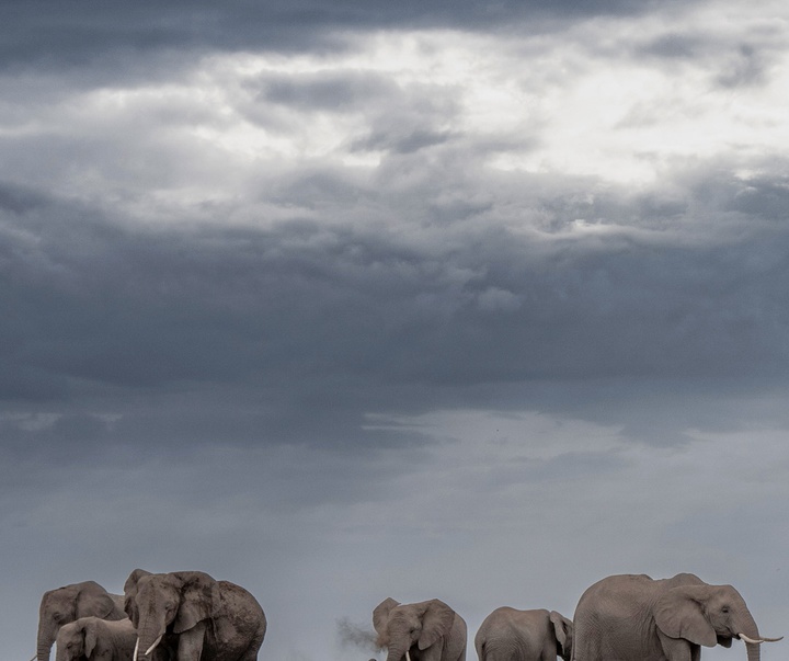 Gallery of Photography by Paul Nicklen - Canada