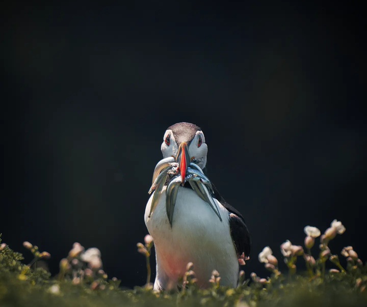 Gallery of Photography by Liam Man - UK
