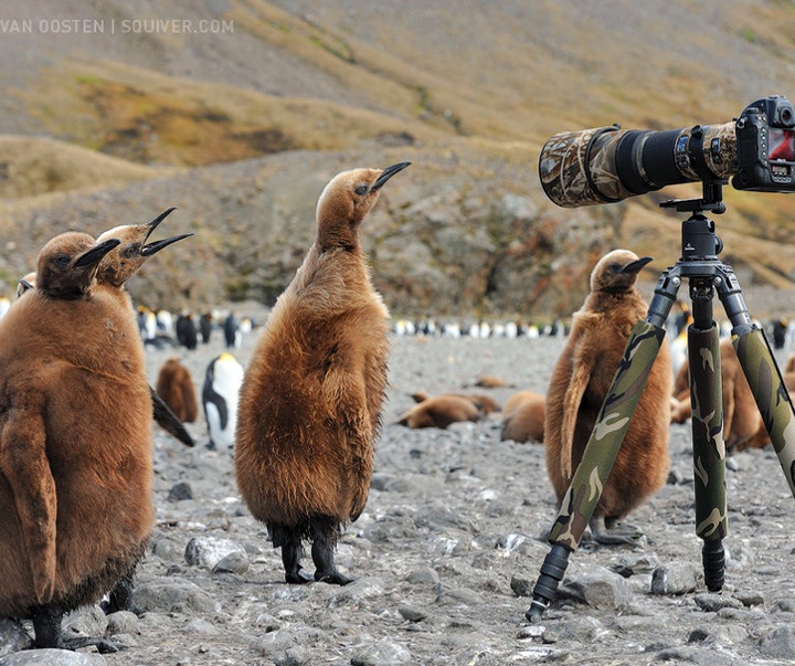 Gallery of Photography by Marsel van Oosten- Netherlands