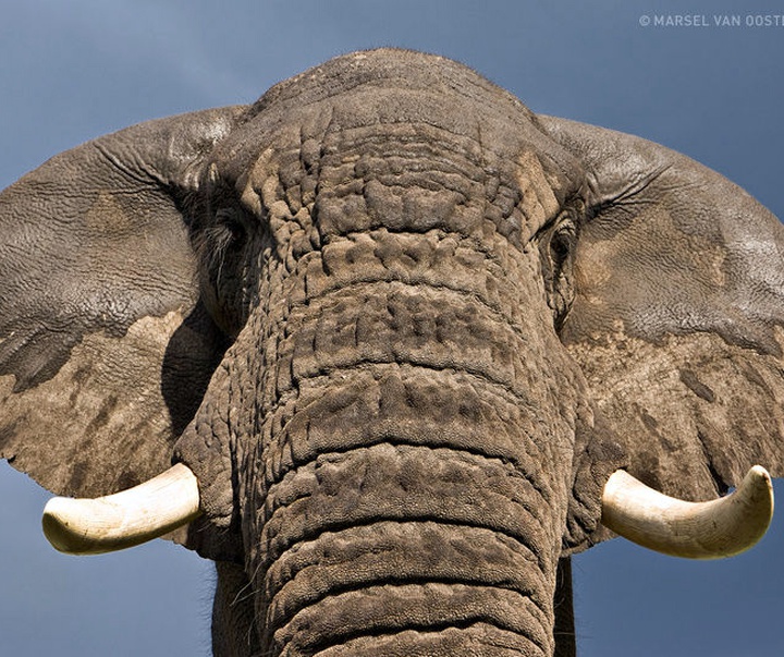 Gallery of Photography by Marsel van Oosten- Netherlands