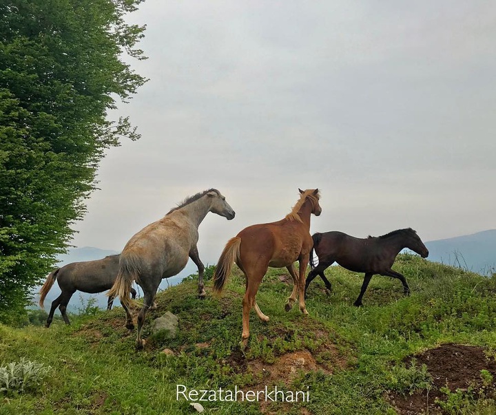 Galley of Photography from Iran by Reza Taherkhani