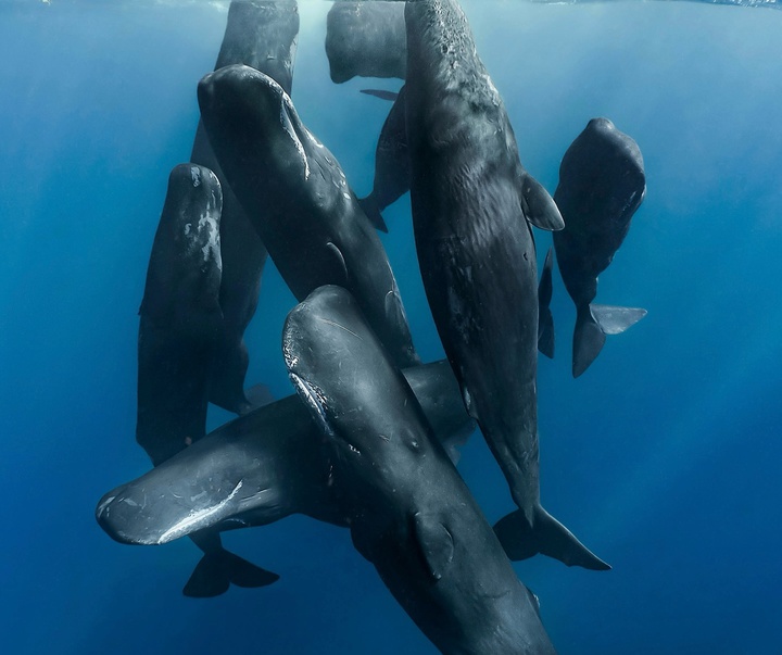 Gallery of Photography by Paul Nicklen - Canada