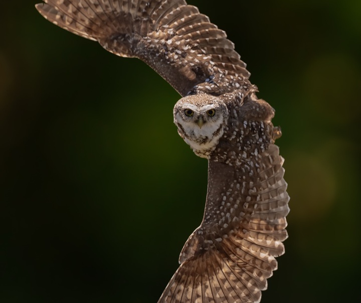 Gallery of Photography by Harry Collins - USA