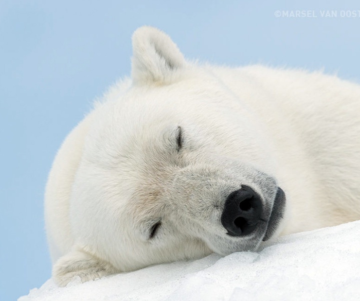 Gallery of Photography by Marsel van Oosten- Netherlands