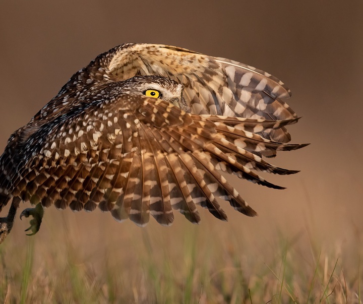 Gallery of Photography by Harry Collins - USA