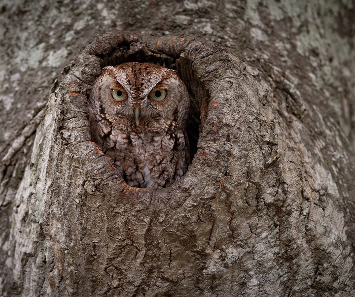 Gallery of Photography by Harry Collins - USA