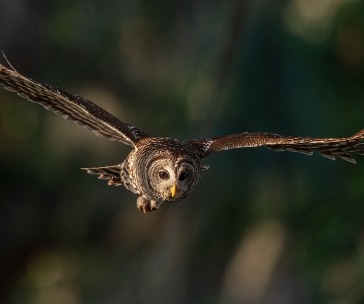 Gallery of Photography by Harry Collins - USA