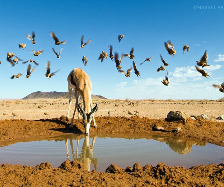 Gallery of Photography by Marsel van Oosten- Netherlands