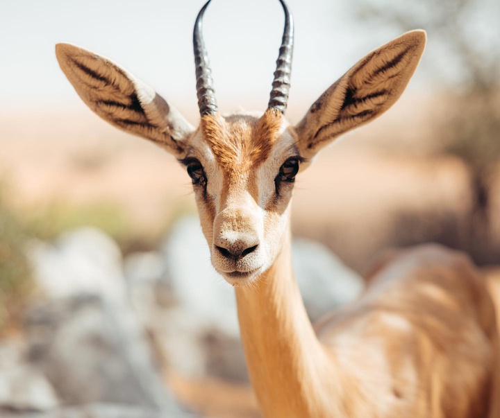 Gallery of photography by Harry Pope - Australia