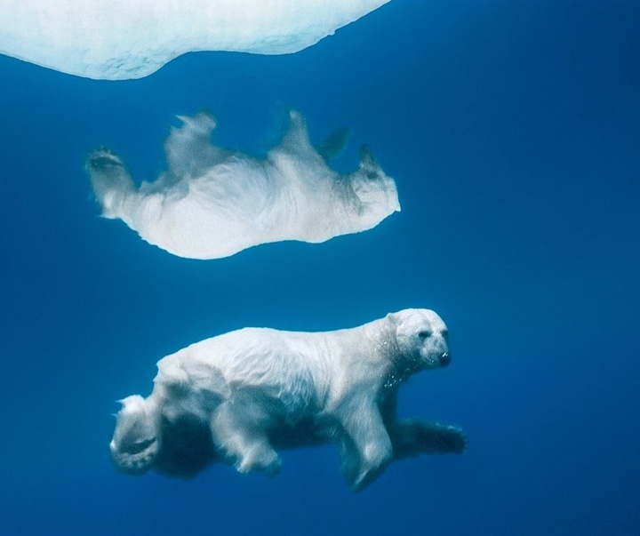 Gallery of Photography by Paul Nicklen - Canada