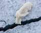 Gallery of Photography by Paul Nicklen - Canada