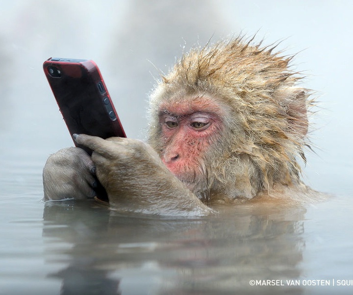 Gallery of Photography by Marsel van Oosten- Netherlands