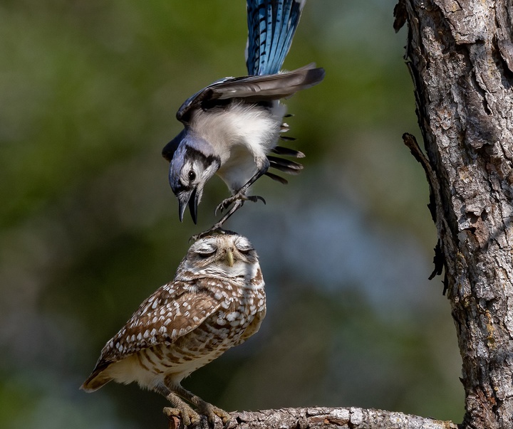 Gallery of Photography by Harry Collins - USA