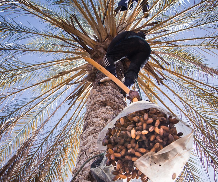 Gallery of photography by Skander Khalif-Tunisia