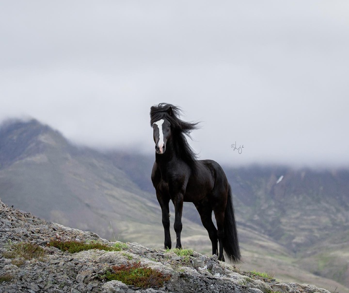 Gallery of photography by Liga Liepina - Iceland