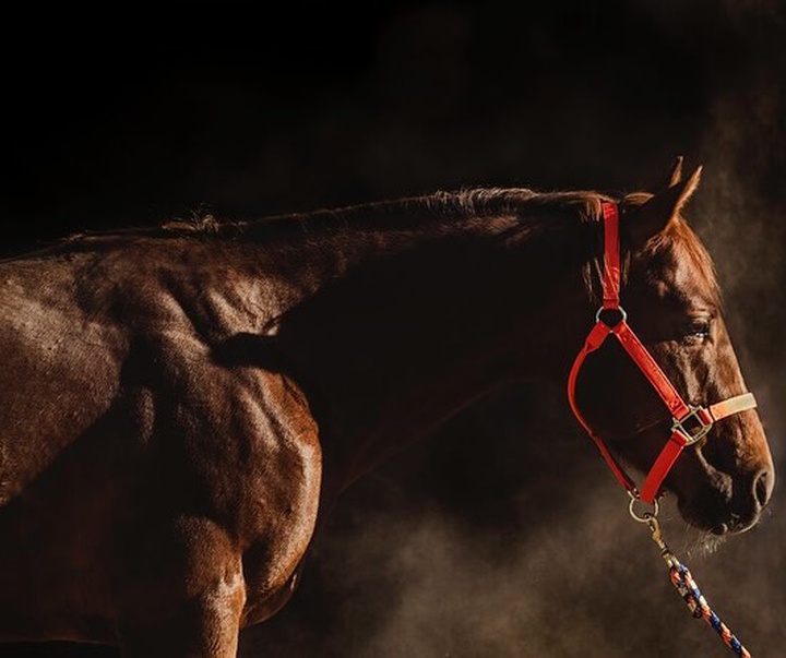 Gallery of Photography by Abbey Bratcher Parish - USA