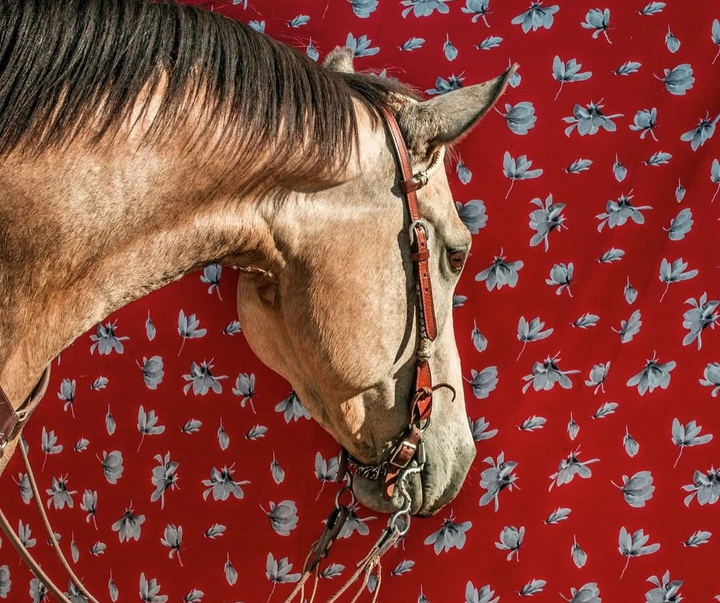 Gallery of Photography by Abbey Bratcher Parish - USA