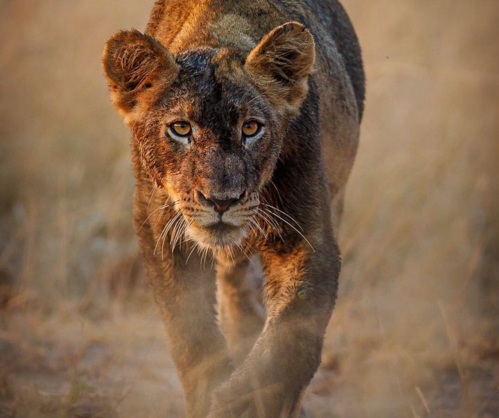 Gallery of Photography by Chad Cocking