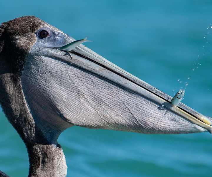 Gallery of Photography by Harry Collins - USA
