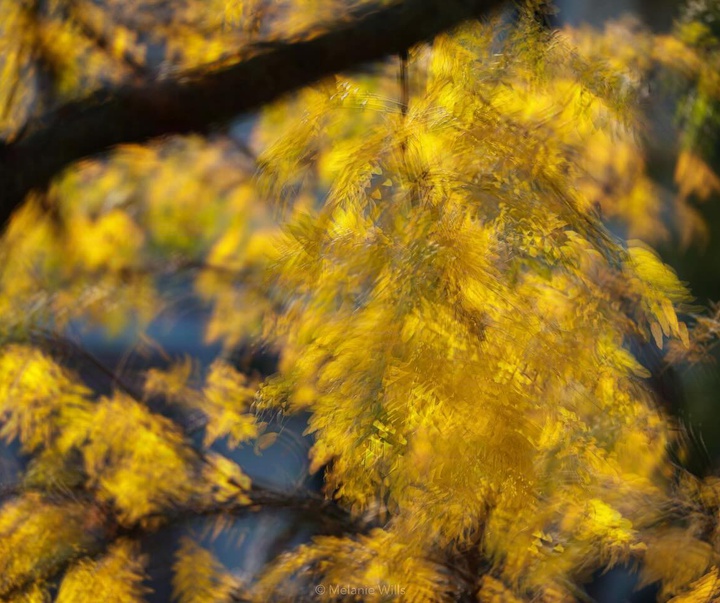 Gallery of Photography by Melanie Wills - Canada