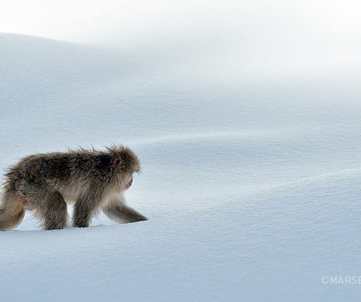 Gallery of Photography by Marsel van Oosten- Netherlands