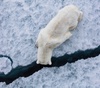 Gallery of Photography by Paul Nicklen - Canada