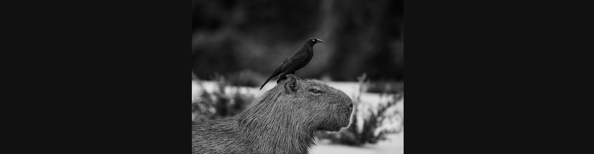 Gallery of Photography by Sebastião Salgado - Brazil