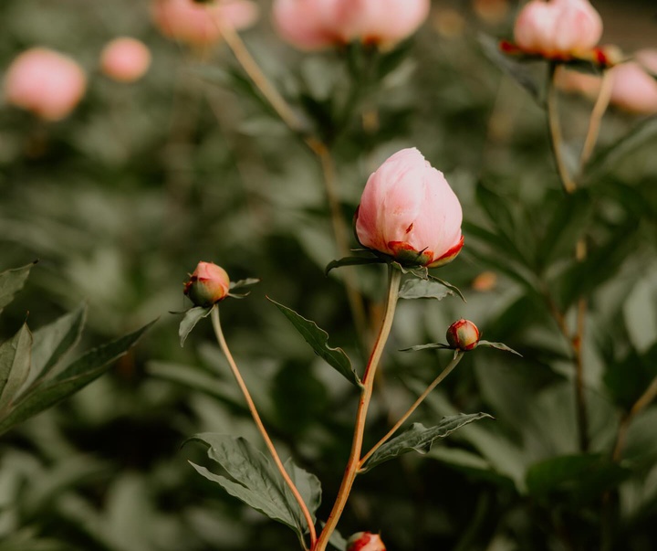 Gallery of Photography by Abbey Bratcher Parish - USA