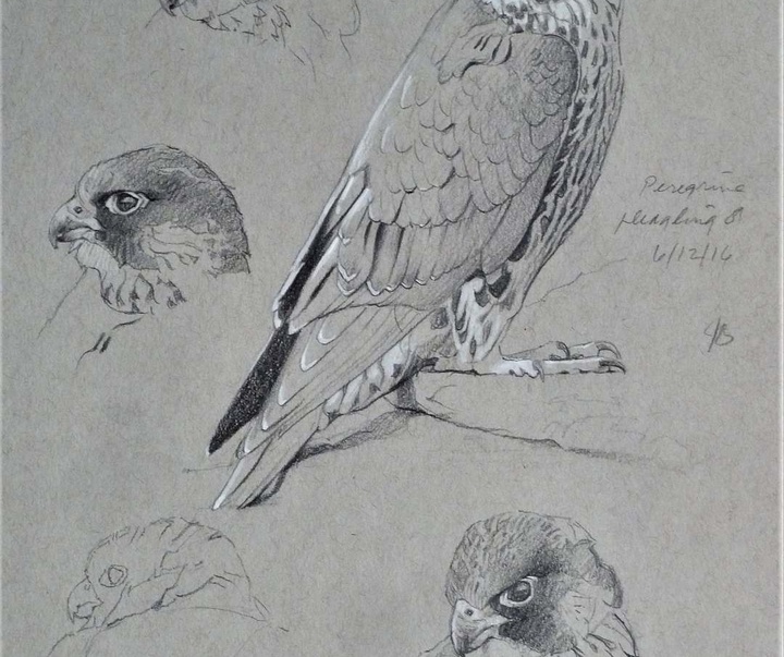 Gallery of Drawing by John Perry Baumlin- American