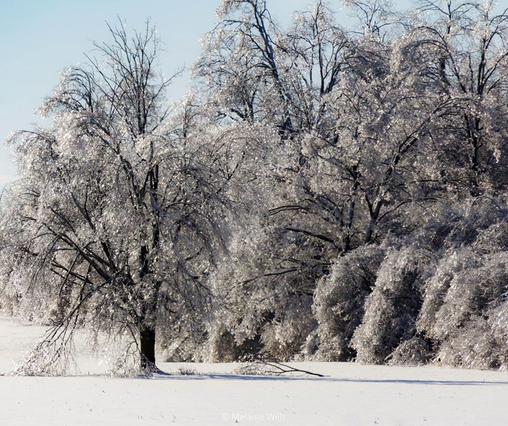 Gallery of Photography by Melanie Wills - Canada
