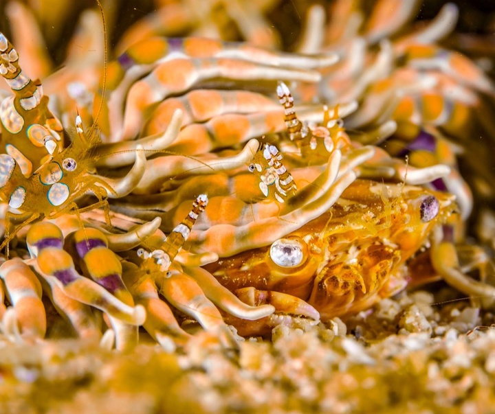 Gallery of Photography by Paul Nicklen - Canada