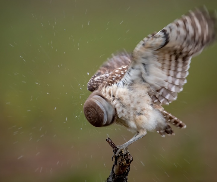 Gallery of Photography by Harry Collins - USA