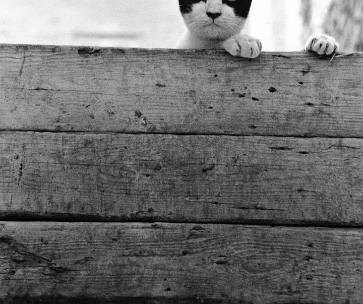 Gallery of Photography by Walter Rothwell - UK