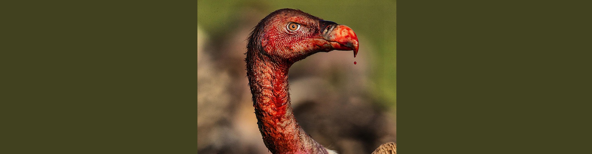Gallery of Photography by Charlie Hamilton James - UK