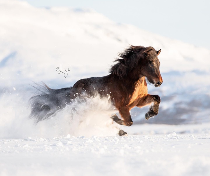 Gallery of photography by Liga Liepina - Iceland