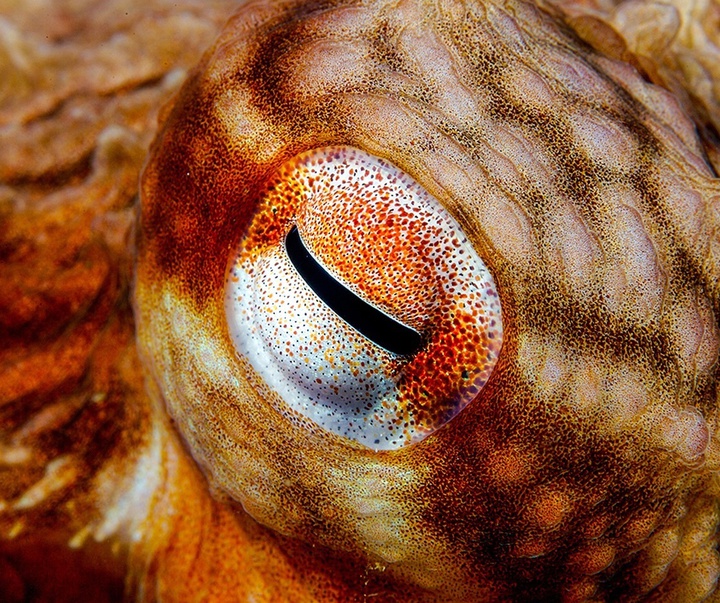 Gallery of Photography by Paul Nicklen - Canada