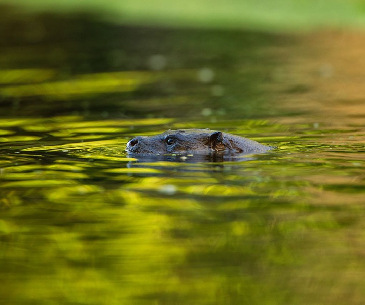 Gallery of Photography by Charlie Hamilton James - UK