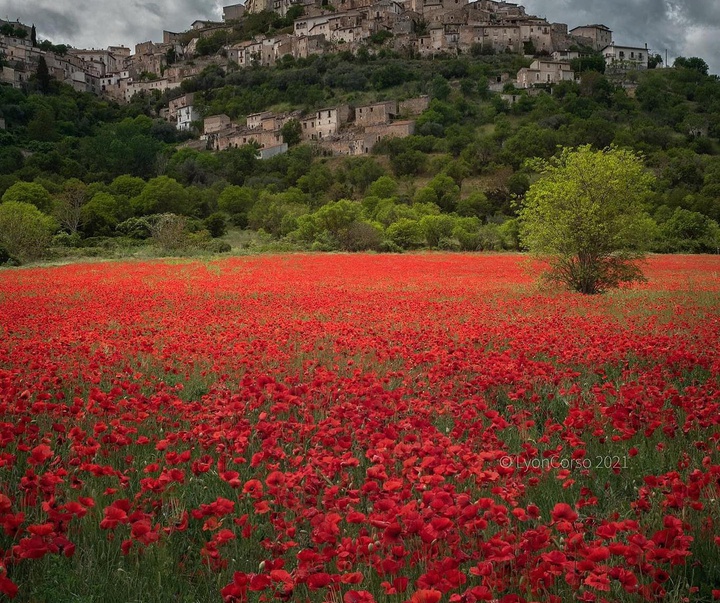 Gallery of Photography by Lyon Corso - Italy