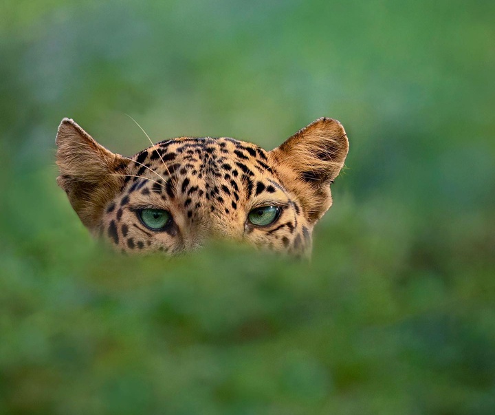 Gallery of Photography by Mithun Hunugund