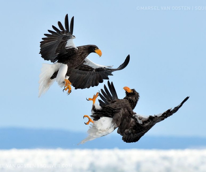 Gallery of Photography by Marsel van Oosten- Netherlands