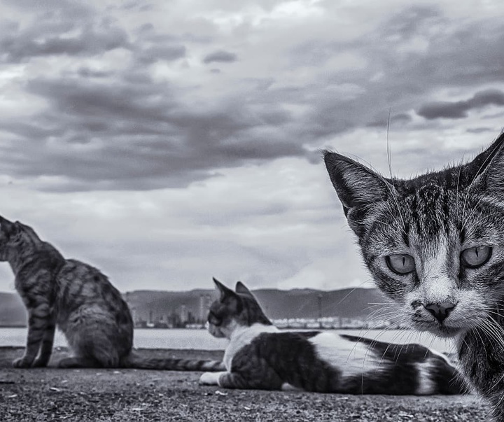 Gallery of Photos by Ahmet Muhtar Taskaya-Turkey