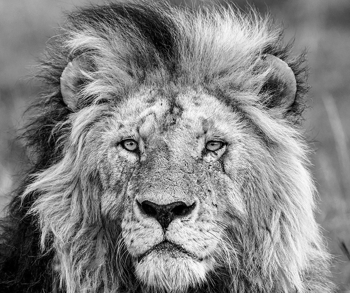 Gallery of Photography by Paul Nicklen - Canada