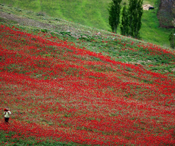 Gallery of photography by Sadegh Miri-Iran